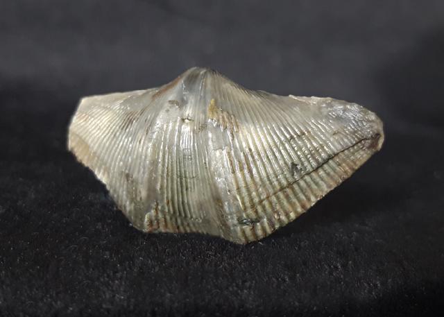 Cyrtospirifer verneuili (MURCHISON 1840) - Bild © FossNet FossilienStore